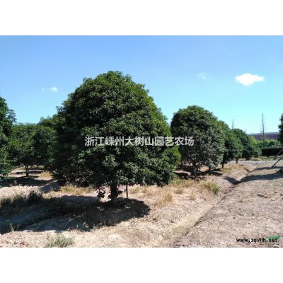 2米高冬青（大叶女贞）10万棵