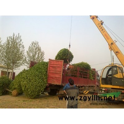 大叶女贞苗*新价格/大叶女贞苗报价