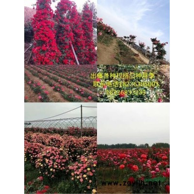 大叶女贞4-8公分