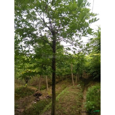 江西大叶女贞、高杆女贞信息