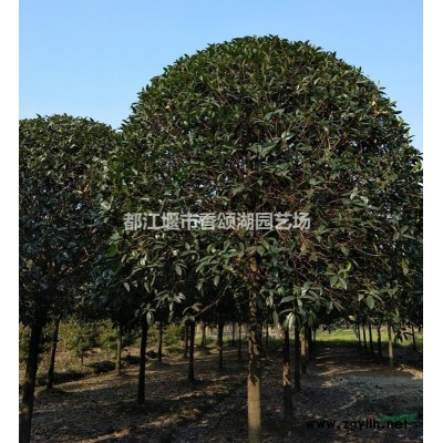 成都桂花基地供货苗圃直供