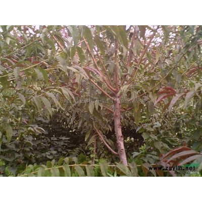 山东高杆女贞 山东大叶女贞