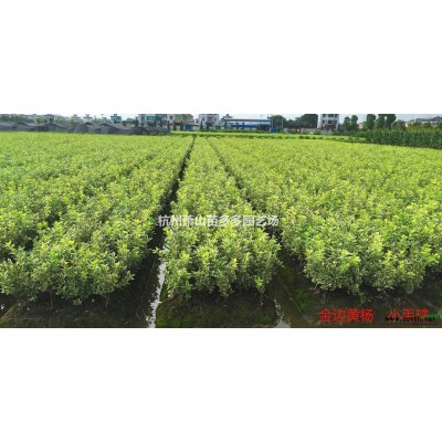 女贞，大叶女贞，小叶女贞，浙江女贞价格