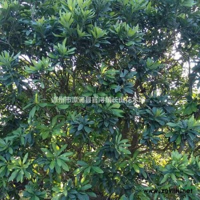 桂花，月桂图片/桂花，月桂报价