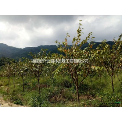 福建地区供应3-8公分桂花