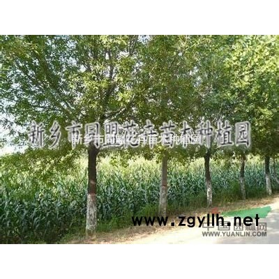 大叶女贞绿化苗木/同盟花卉