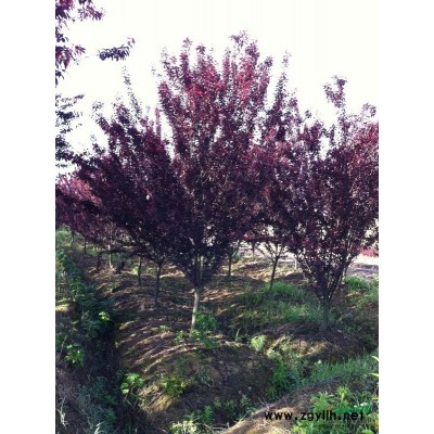 安徽大叶女贞*新报价/大叶女贞图片