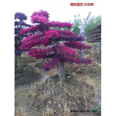 女贞，大叶女贞，小叶女贞，造型女贞，女贞球树