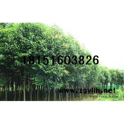 8公分大叶女贞价格报价