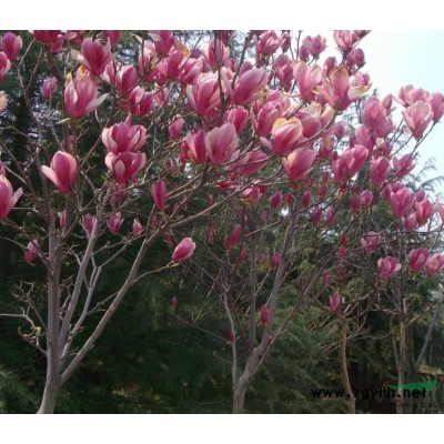 大叶女贞、2016大叶女贞价格