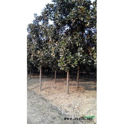 大叶女贞小苗2图片\大叶女贞小苗2报价