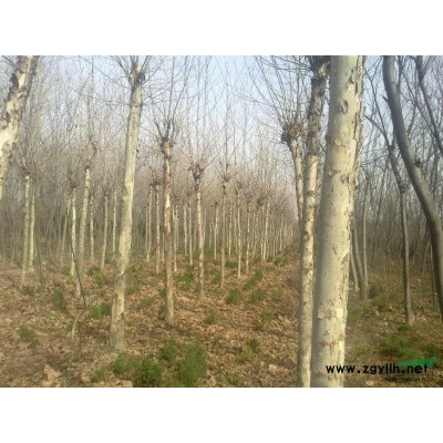 榆叶梅 河南榆叶梅 各种规格榆叶梅 大叶女贞 红叶石楠 桂花