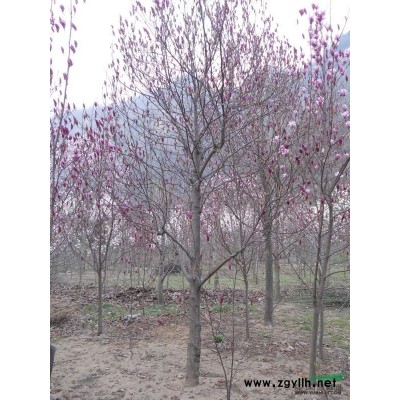 8-10公分大叶女贞