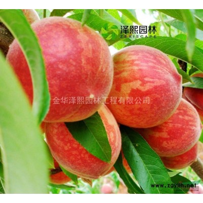 泽熙~大叶女贞~实体苗圃 优质大叶女贞 各规格现货~批发