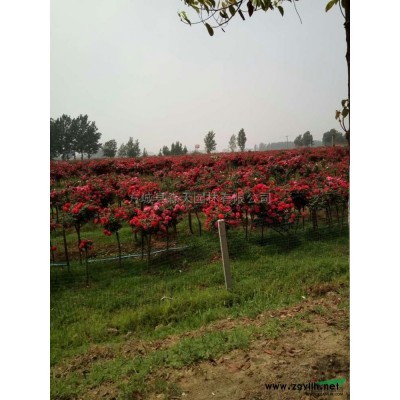 河南省南阳市方城县柳河镇20公分的桂花