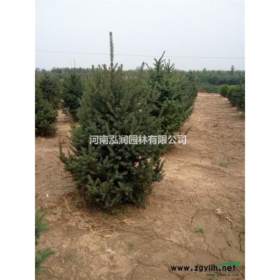 河南新密供应大量优质大叶女贞