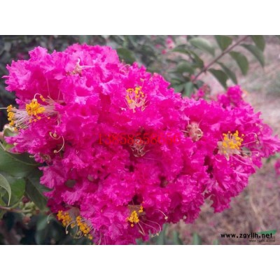 供应桂花、八月桂 ( 冠幅2-5米，地径8-25CM，单杆)