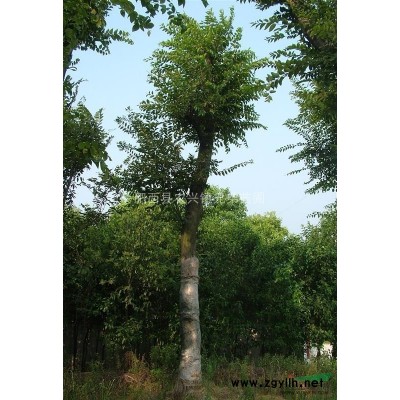 安徽高杆女贞供应 肥西高杆女贞供应 大叶女贞供应