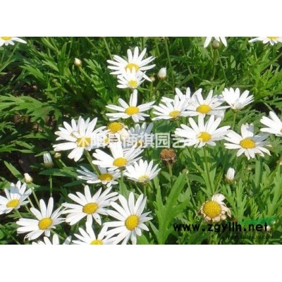 桂花 金桂 朱砂桂 桂花种子金桂种子朱砂桂种子