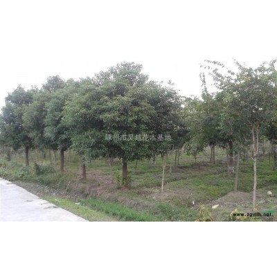 大叶女贞,浙江大叶女贞种植基地,大叶女贞规格*