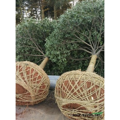 香樟，广玉兰，桂花，紫薇，杜英，红枫