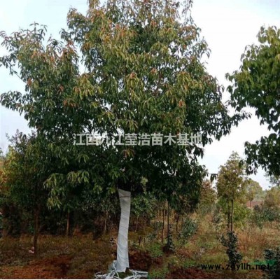 江西1-20公分杜英 九江杜英基地批发/供应