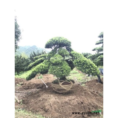 浙江台州临海优质桂花树，丹桂，银桂，金桂，本地桂花