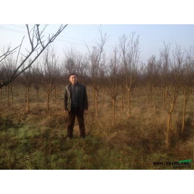 桂花中的八月桂 精品桂花 精品八月桂