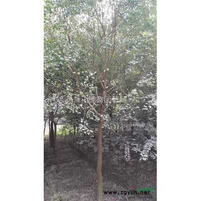 大量供应6-9公分大叶女贞