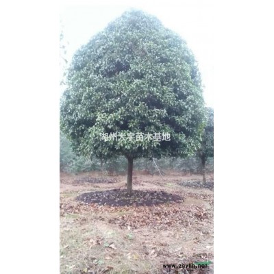 供应15公分精品桂花