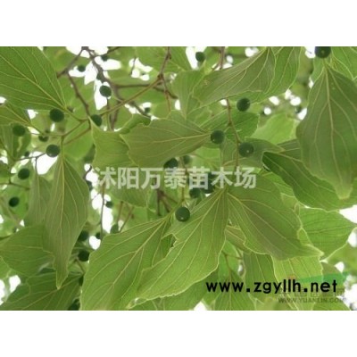 供应竹柏、桂花、罗汉松、红豆杉、杜英、香樟、檫木等小苗