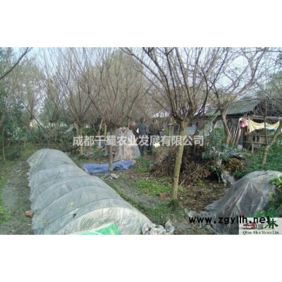 成都温江10公分杜英价格-杜英基地-苗圃货-工程苗-量大从优