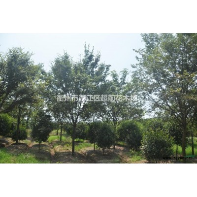 杜英 移栽杜英 14-16公分移栽杜英价格 浙江移栽杜英