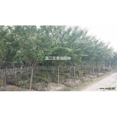 桂花 四川桂花 温江桂花 高杆桂花 基地直销 量大从优