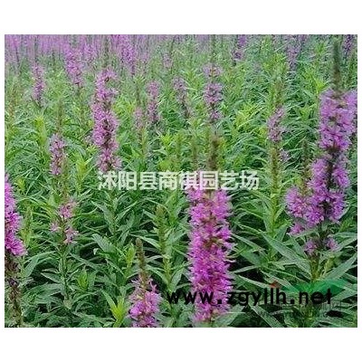 江苏沭阳低价供应批发杜英 杜英种子