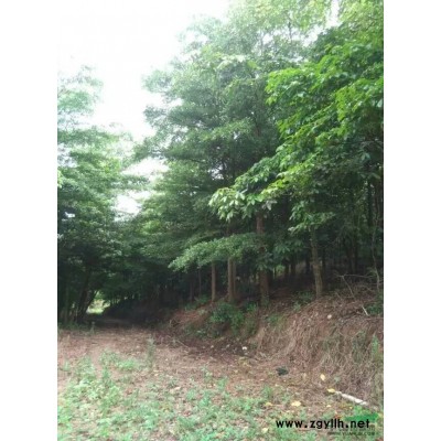 广东地区供应2-24分大叶杜英地苗