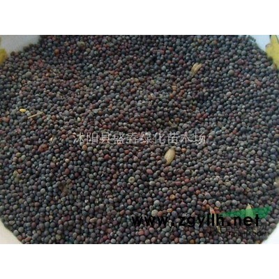 批发供应优质杜英种子 当年新采 保质保量