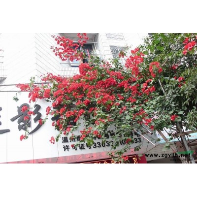 浙江杜英/杜英批发