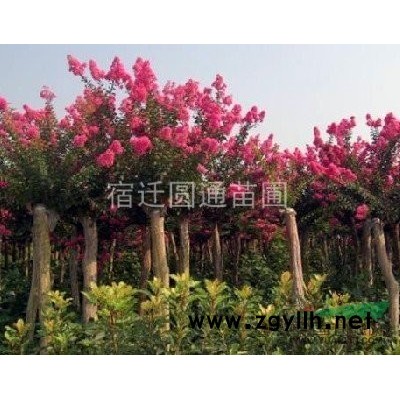 桂花 丹桂 八月桂