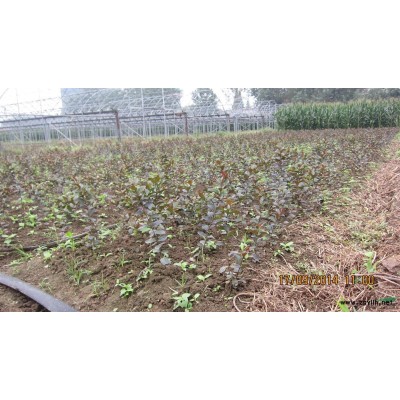 供应大叶女贞树