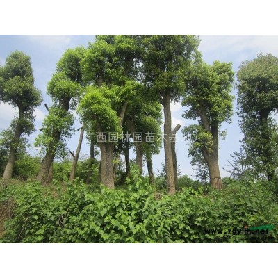 广西桂花 桂林桂花  15公分的精品桂花