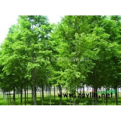 杜英 江西杜英基地 杜英规格*