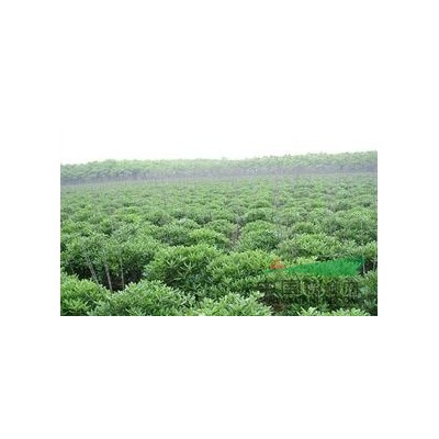 供应垂柳、火棘、构骨、河南大叶女贞、河南大叶黄杨