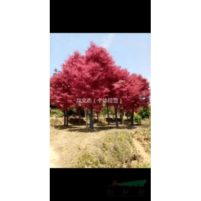 桂花树 八月桂 金桂