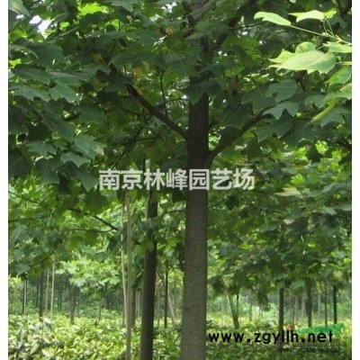 大叶女贞苗木价格表，大叶女贞价格报价参考