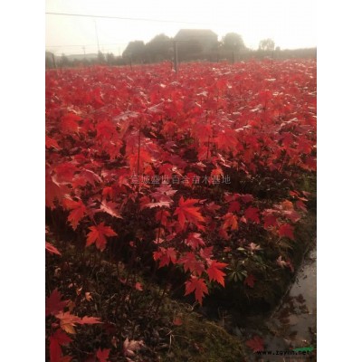 2-3公分的大叶女贞*新价格/2-3公分的大叶女贞报价