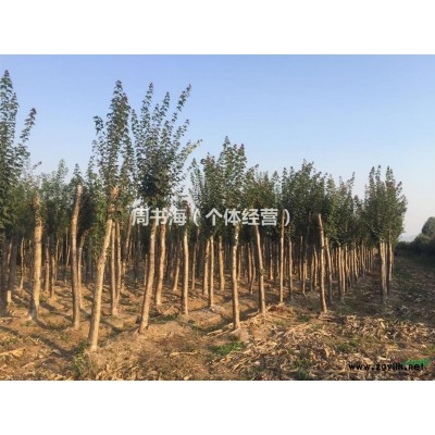 河南大叶女贞，大叶女贞的市场行情，大叶女贞**低价