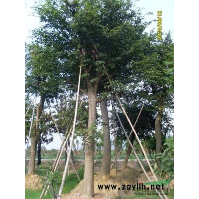 大叶女贞*新价格/大叶女贞报价