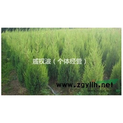 2016年安徽大叶女贞低价促销