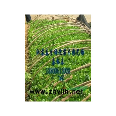 江苏大叶黄杨（又名冬青）大叶女贞（右高）介绍